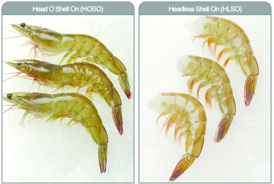 Processed Shrimp – Charoen Pokphand Malaysia